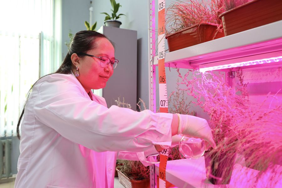 Satbayev University’s young scientists have proposed a new way of revegetating the disturbed areas